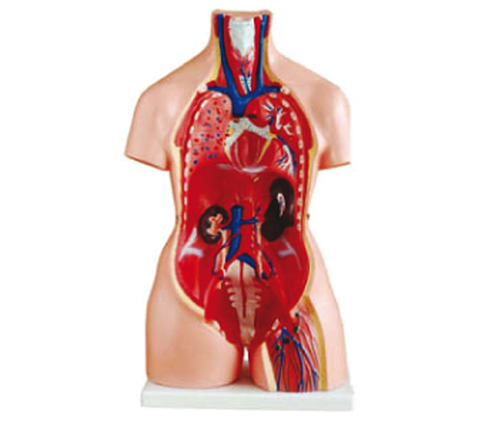 asexual-human-torso-for-man-woman-23-pieces-image-2