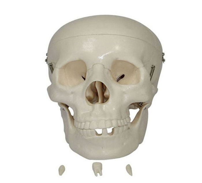 classic-skull-pvc-image