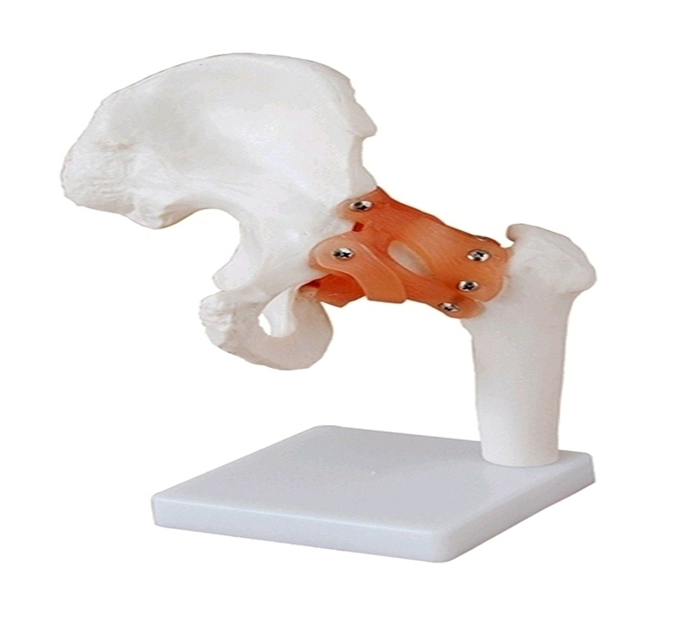 hip-joint-ligaments-image