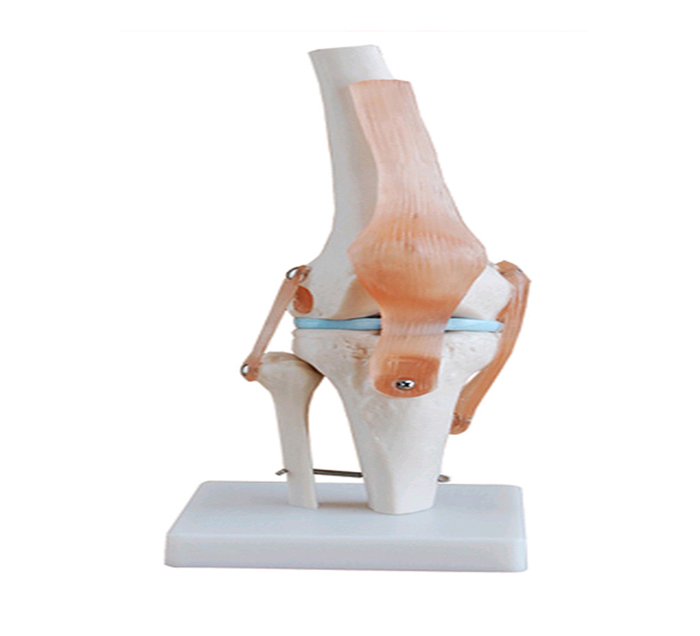 knee-joint-ligaments-image