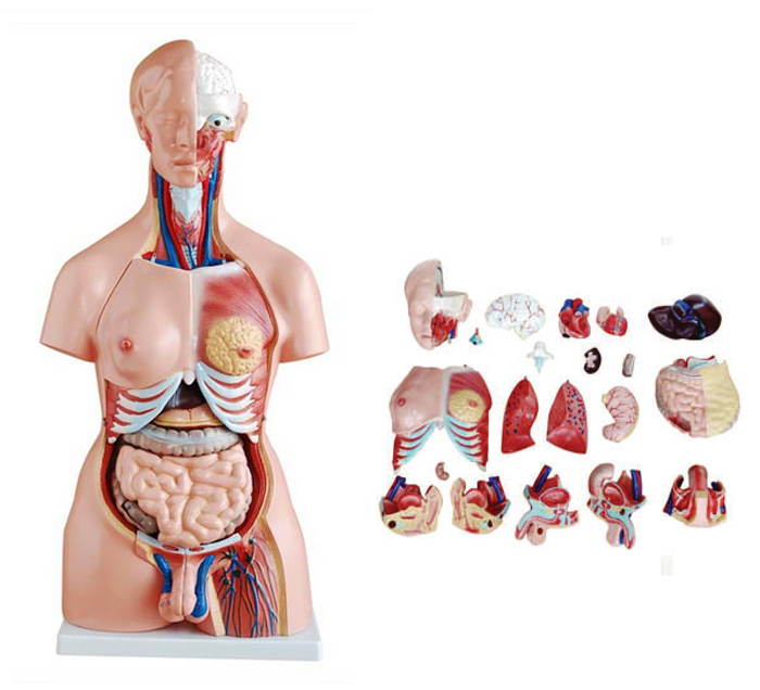 asexual-human-torso-for-man-woman-23-pieces-image-3