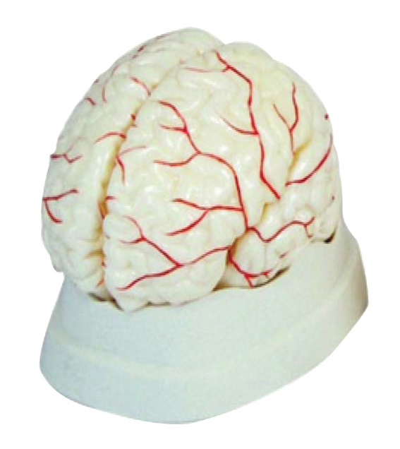 8-pieces-life-size-brain-image