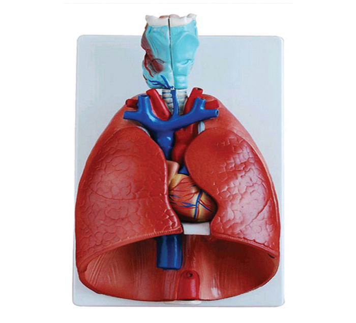 larynxheartlungs-complete-model-image