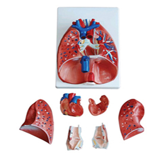 larynxheartlungs-complete-model-image-2