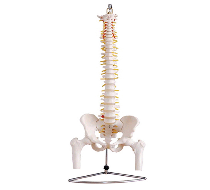 vertebral-column-pvc-femur-image
