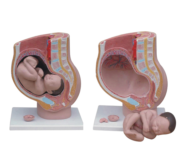 female-pelvis-cross-section-image