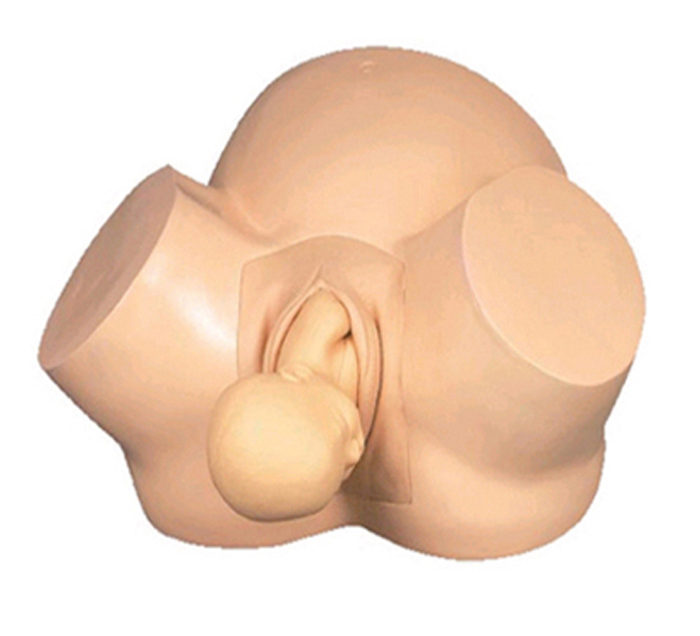 pelvis-model-training-childbirth-newborn-image
